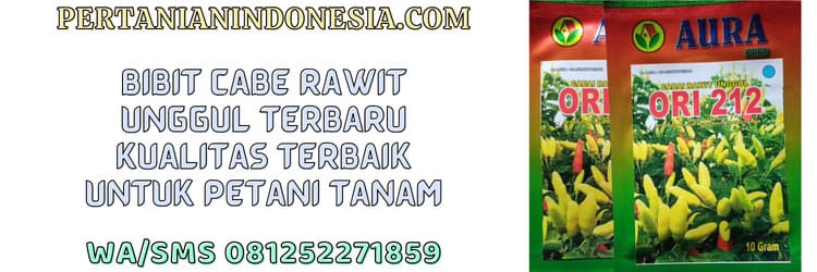 bibit,bibit cabe,bibit cabe rawit,petani,budidaya cabe rawit